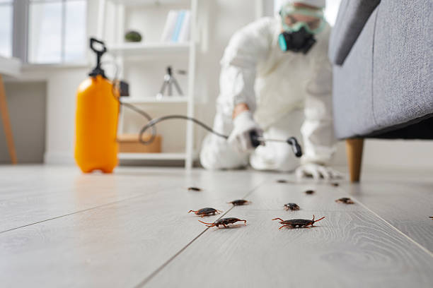 Affordable Termite Control solutions in Mountain View, CA